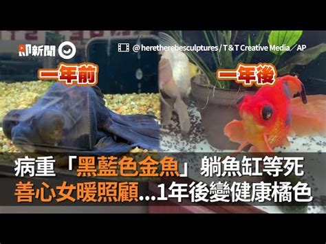 黑牡丹金魚壽命|黑牡丹金魚養殖指南